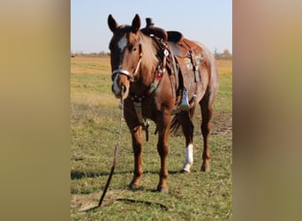 American Quarter Horse, Castrone, 6 Anni, 150 cm, Roano rosso