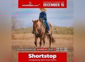 American Quarter Horse, Castrone, 6 Anni, 150 cm, Roano rosso