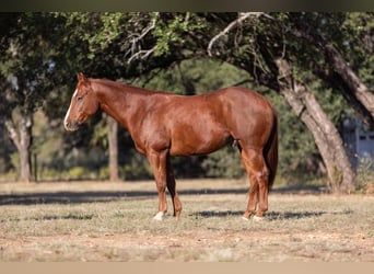 American Quarter Horse, Castrone, 6 Anni, 150 cm, Sauro ciliegia