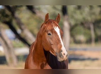 American Quarter Horse, Castrone, 6 Anni, 150 cm, Sauro ciliegia