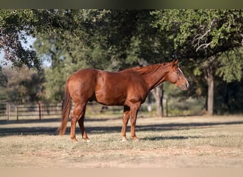 American Quarter Horse, Castrone, 6 Anni, 150 cm, Sauro ciliegia