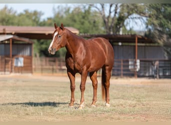 American Quarter Horse, Castrone, 6 Anni, 150 cm, Sauro ciliegia