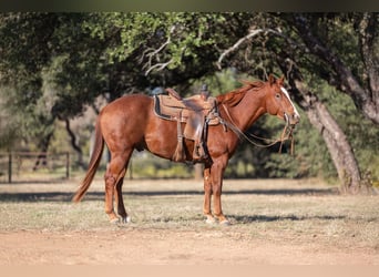 American Quarter Horse, Castrone, 6 Anni, 150 cm, Sauro ciliegia