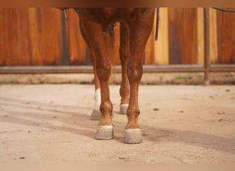 American Quarter Horse, Castrone, 6 Anni, 150 cm, Sauro ciliegia