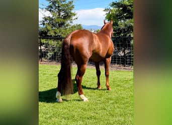 American Quarter Horse, Castrone, 6 Anni, 150 cm, Sauro ciliegia