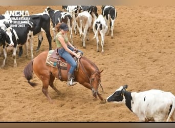 American Quarter Horse, Castrone, 6 Anni, 150 cm, Sauro