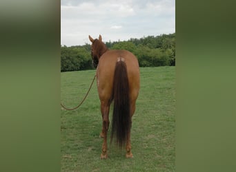 American Quarter Horse, Castrone, 6 Anni, 150 cm, Sauro