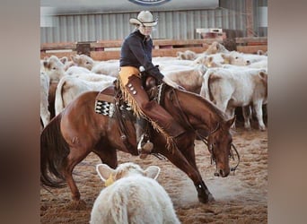 American Quarter Horse, Castrone, 6 Anni, 150 cm, Sauro