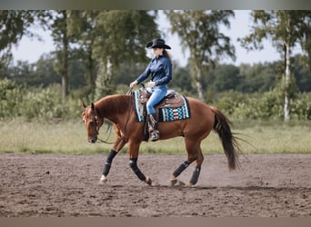 American Quarter Horse, Castrone, 6 Anni, 150 cm, Sauro