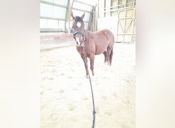 American Quarter Horse, Castrone, 6 Anni, 150 cm, Sauro