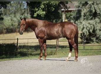American Quarter Horse, Castrone, 6 Anni, 150 cm, Sauro scuro