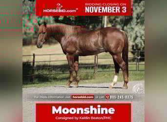 American Quarter Horse, Castrone, 6 Anni, 150 cm, Sauro scuro