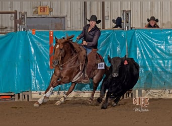American Quarter Horse, Castrone, 6 Anni, 150 cm, Sauro scuro
