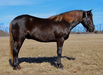 American Quarter Horse, Castrone, 6 Anni, 152 cm, Baio