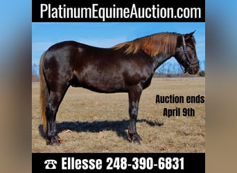 American Quarter Horse, Castrone, 6 Anni, 152 cm, Baio