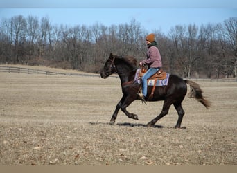 American Quarter Horse, Castrone, 6 Anni, 152 cm, Baio