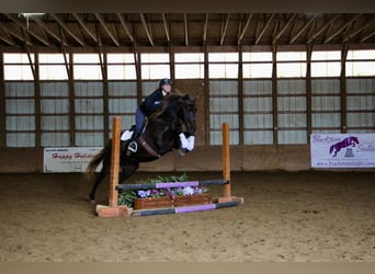 American Quarter Horse, Castrone, 6 Anni, 152 cm, Baio