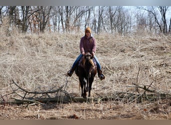 American Quarter Horse, Castrone, 6 Anni, 152 cm, Baio