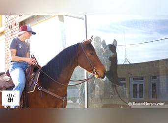American Quarter Horse, Castrone, 6 Anni, 152 cm, Baio ciliegia