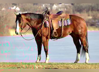 American Quarter Horse, Castrone, 6 Anni, 152 cm, Baio ciliegia