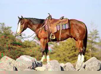 American Quarter Horse, Castrone, 6 Anni, 152 cm, Baio ciliegia