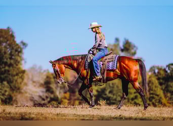 American Quarter Horse, Castrone, 6 Anni, 152 cm, Baio ciliegia