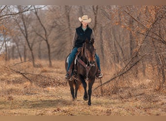 American Quarter Horse, Castrone, 6 Anni, 152 cm, Baio ciliegia