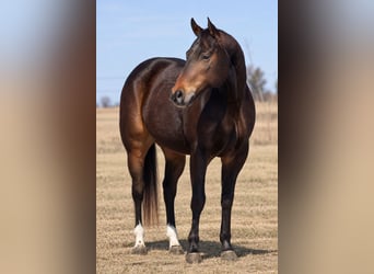 American Quarter Horse, Castrone, 6 Anni, 152 cm, Baio ciliegia