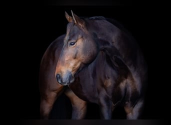 American Quarter Horse, Castrone, 6 Anni, 152 cm, Baio ciliegia