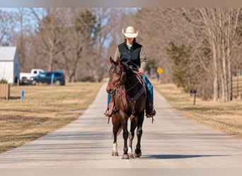 American Quarter Horse, Castrone, 6 Anni, 152 cm, Baio ciliegia