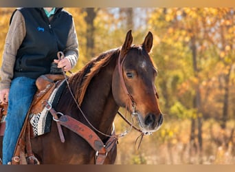 American Quarter Horse, Castrone, 6 Anni, 152 cm, Baio ciliegia