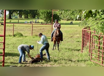American Quarter Horse, Castrone, 6 Anni, 152 cm, Baio ciliegia