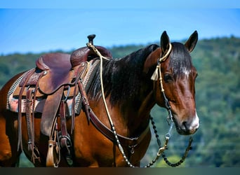 American Quarter Horse, Castrone, 6 Anni, 152 cm, Baio ciliegia