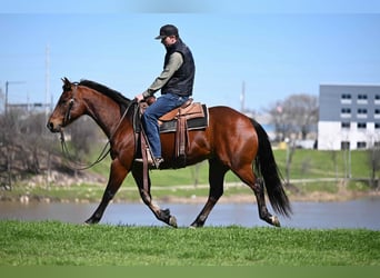 American Quarter Horse, Castrone, 6 Anni, 152 cm, Baio ciliegia