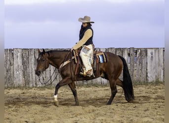 American Quarter Horse, Castrone, 6 Anni, 152 cm, Baio ciliegia