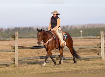 American Quarter Horse, Castrone, 6 Anni, 152 cm, Baio ciliegia