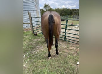 American Quarter Horse, Castrone, 6 Anni, 152 cm, Baio roano
