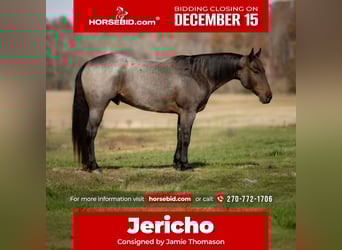 American Quarter Horse, Castrone, 6 Anni, 152 cm, Baio roano