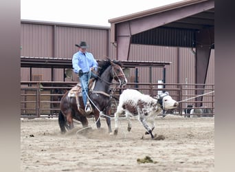 American Quarter Horse, Castrone, 6 Anni, 152 cm, Baio roano