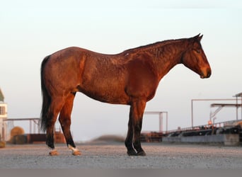 American Quarter Horse, Castrone, 6 Anni, 152 cm, Baio roano