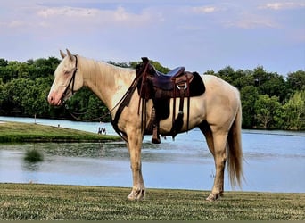American Quarter Horse, Castrone, 6 Anni, 152 cm, Cremello