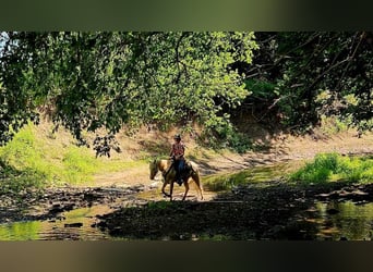 American Quarter Horse, Castrone, 6 Anni, 152 cm, Cremello