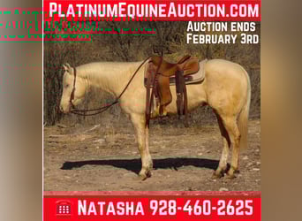 American Quarter Horse, Castrone, 6 Anni, 152 cm, Cremello