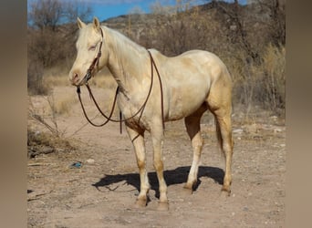 American Quarter Horse, Castrone, 6 Anni, 152 cm, Cremello