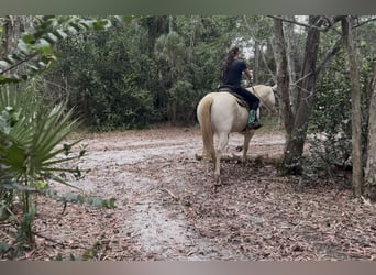 American Quarter Horse, Castrone, 6 Anni, 152 cm, Cremello