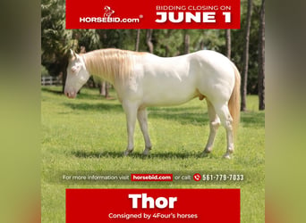 American Quarter Horse, Castrone, 6 Anni, 152 cm, Cremello