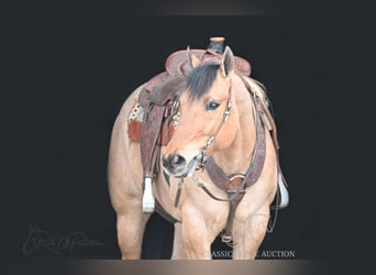 American Quarter Horse, Castrone, 6 Anni, 152 cm, Falbo