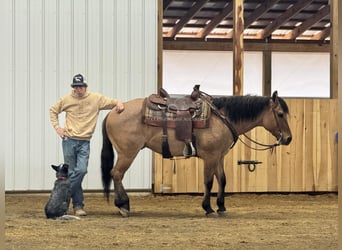 American Quarter Horse, Castrone, 6 Anni, 152 cm, Falbo