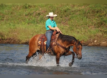 American Quarter Horse, Castrone, 6 Anni, 152 cm, Falbo