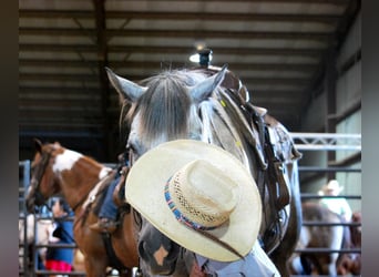 American Quarter Horse, Castrone, 6 Anni, 152 cm, Grigio pezzato